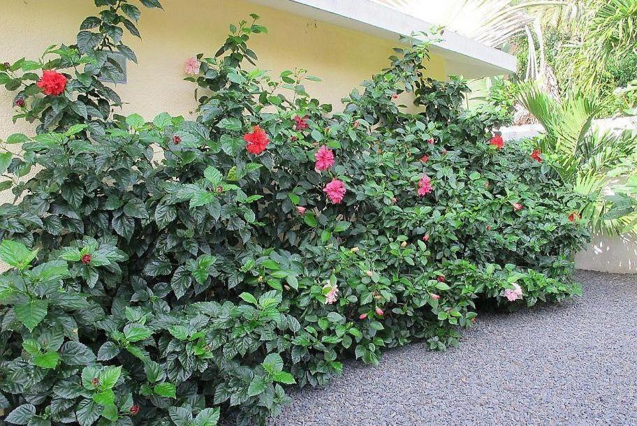 Villa Des Frangipanes 라 골레트 외부 사진